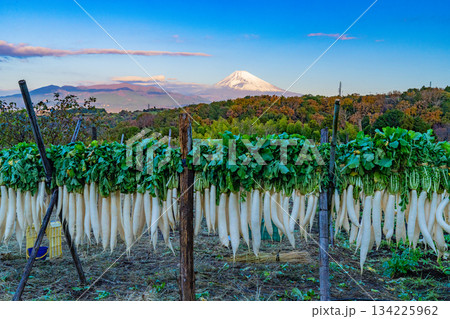 【静岡県】晩秋の風物詩・箱根西麓のダイコン干し 134225962