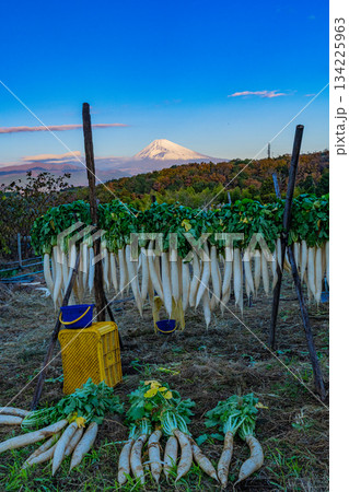 【静岡県】晩秋の風物詩・箱根西麓のダイコン干し 134225963