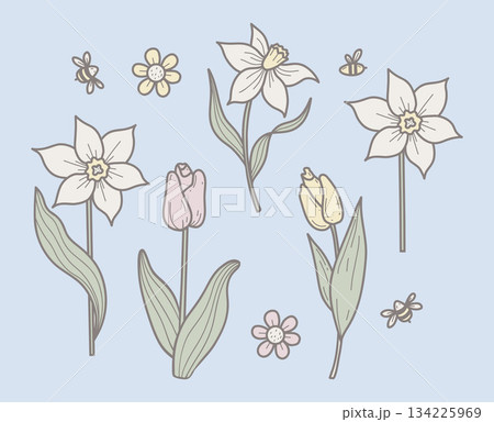 Spring Flowers Tulips, Daffodils and Chamomile with Bees Hand Drawn. Pastel Color Doodle Set. Isolated Botanical Garden Plants. Vector illustration. Not AI 134225969