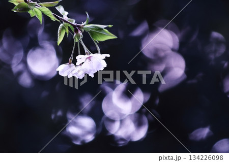 黒バックに浮かび上がる美しい桜の花 134226098