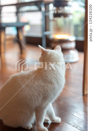ストーブのある暖かい室内でくつろぐ白猫の後ろ姿 134226100