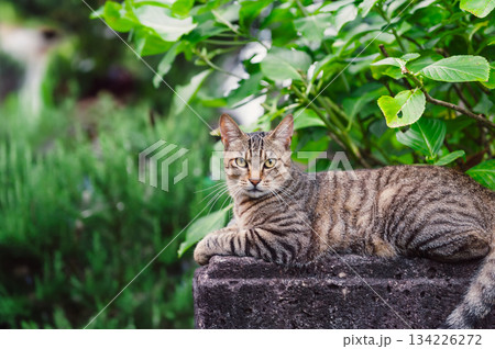 緑の中でくつろぐキジトラ猫のポートレート 134226272