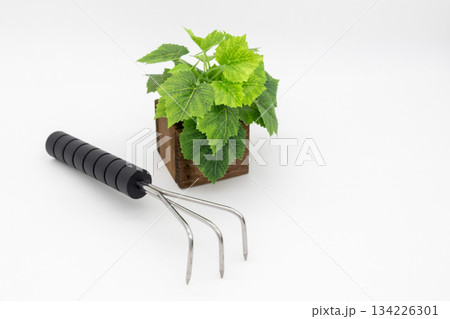 白い背景に置かれた熊手（三本爪）と観葉植物 134226301