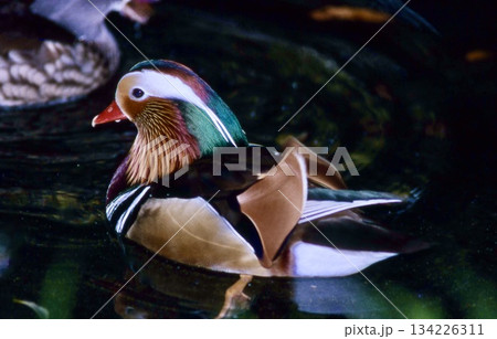 　冬鳥の代表、オシドリがやって来た。 134226311