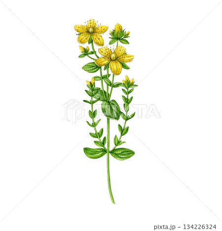 St. John's wort plant hand drawn watercolor illustration. Hypericum perforatum medicinal herb vintage style realistic illustration on white background. St Johns wort herbal treatment ingredient St. John's wort plant hand drawn watercolor illustration. Hypericum perforatum medicinal herb vintage style realistic illustration on white background. St Johns wort herbal treatment ingredient 134226324