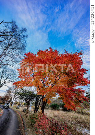 秋色に包まれる道と燃えるような紅葉 134226411