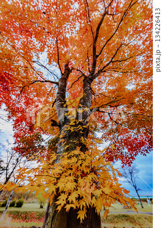 空へ伸びる紅葉の樹と静かな秋の時間 134226413