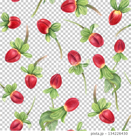 St Johns wort herb bouquet watercolor illustration on isolated background. Hypericum plant with red berries, leaves. Medical and holiday pods for winter decor, Xmas greeting card, pharmacy design. 134226430