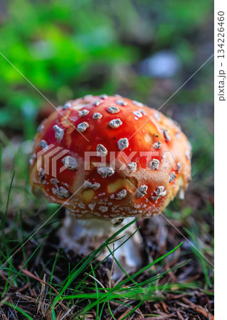 赤と白が映えるベニテングタケ　森の小さな主役 134226460