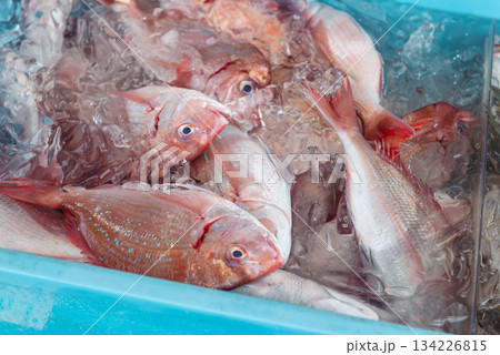 氷の上に並ぶ血鯛(チダイ) 市場に並ぶ水揚げ直後の鮮魚 氷の上に並ぶ血鯛(チダイ) 市場に並ぶ水揚げ直後の鮮魚 134226815