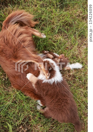 Brown and white dog is laying on the grass with a smaller dog on top of it 134226899