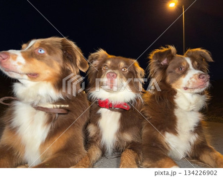 Three brown and white dogs are sitting on the ground Three brown and white dogs are sitting on the ground 134226902