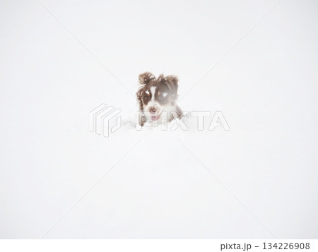 Dog is in the snow, looking up at the camera Dog is in the snow, looking up at the camera 134226908