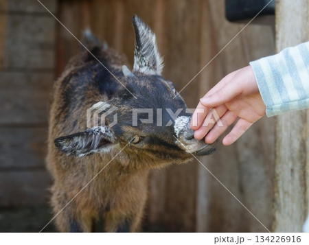 Goat is eating food from a person's hand Goat is eating food from a person's hand 134226916