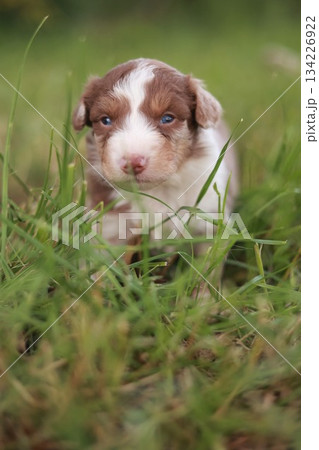 Puppy is standing in the grass 134226922