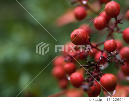 雨上がりの11月に美しく実った赤いナンテンの実 134226944