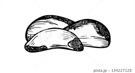 Pile of peeled Brazil nuts monochrome vector black and white illustration. Paranut or Bolivian nuts graphic sketch. Edible kernel for health food packaging, nutrition blogs, vegan recipe books 134227128