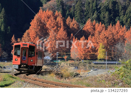郡上八幡自然園のメタセコイアと秋の長良川鉄道 郡上八幡自然園のメタセコイアと秋の長良川鉄道 134227293
