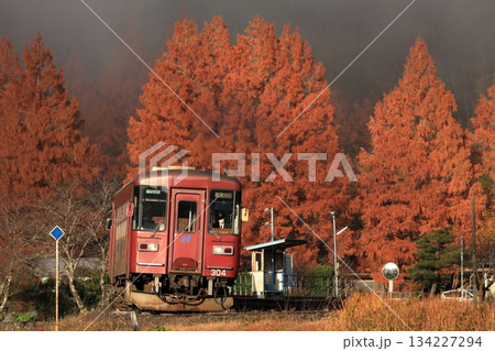 郡上八幡自然園のメタセコイアと秋の長良川鉄道 郡上八幡自然園のメタセコイアと秋の長良川鉄道 134227294