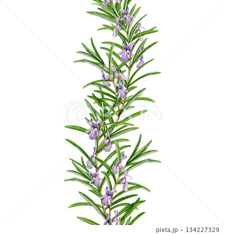 Rosemary herb seamless border watercolor illustration isolated on white background. Fresh organic rosemary plant decoration element for culinary, seasoning, aromatherapy and medicinal design Rosemary herb seamless border watercolor illustration isolated on white background. Fresh organic rosemary plant decoration element for culinary, seasoning, aromatherapy and medicinal design 134227329