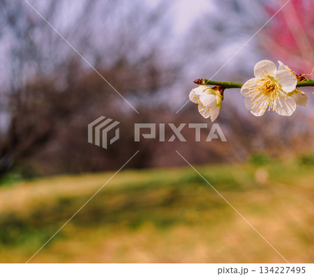 運動公園 梅の花7ー65 運動公園 梅の花7ー65 134227495