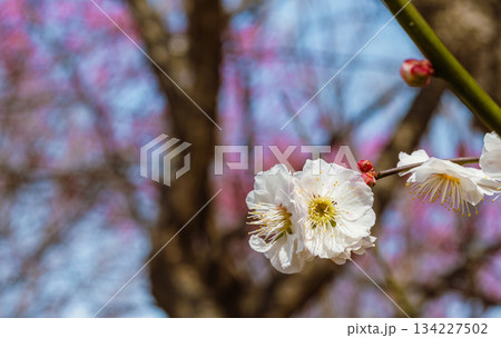 運動公園 梅の花7ー72 運動公園 梅の花7ー72 134227502