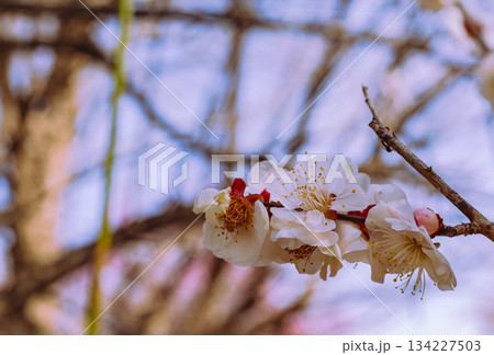 運動公園　梅の花7ー73 134227503