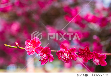 運動公園　梅の花7ー95 134227526