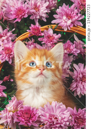 Cute ginger and white kitten sits in a basket with pink chrysanthemums on a green background 134227723