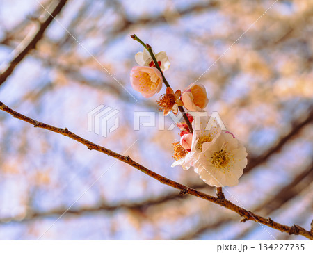 運動公園 梅の花7ー14 運動公園 梅の花7ー14 134227735