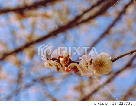 運動公園　梅の花7ー15 134227736