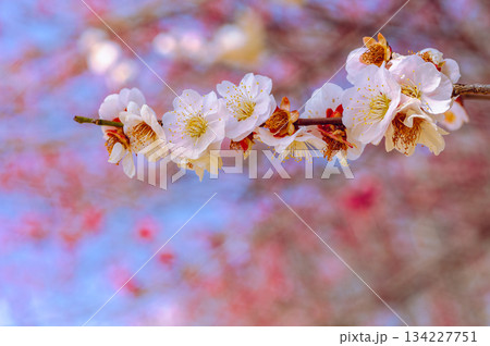 運動公園　梅の花7ー32 134227751