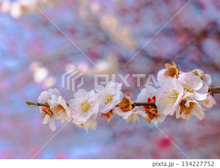 運動公園　梅の花7ー33 134227752