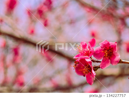 運動公園　梅の花7ー38 134227757
