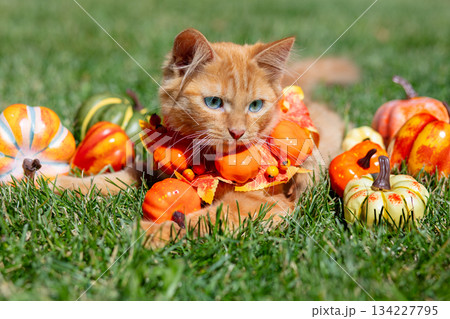 A cute kitten lies on the grass near a multitude of pumpkins. Thanksgiving, fall, and Halloween concepts 134227795