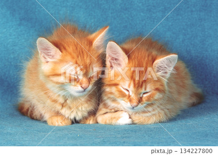 Two cute ginger kittens are sleeping on a blue blanket 134227800