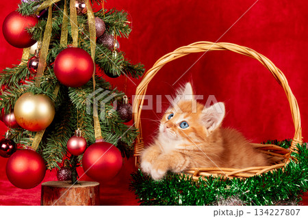 A cute little kitten in a basket near a Christmas tree decorated with baubles on a red background. The cat is looking at the Christmas tree 134227807