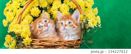 Two cute ginger and white kittens are sitting in a basket with yellow chrysanthemum flowers. Horizontal banner 134227812