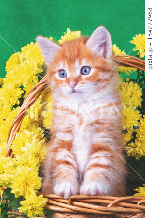 Cute red and white kitten in a basket with yellow chrysanthemum flowers on a green background 134227968