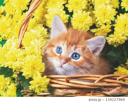 A cute ginger and white kitten sits in a basket with yellow chrysanthemum flowers 134227969