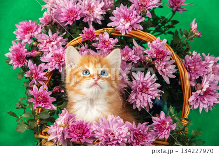 Cute ginger and white kitten sits in a basket with pink chrysanthemums on a green background 134227970