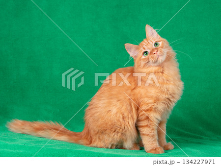 Portrait of a cute red longhair cat indoors on a green blanket. The cat is looking up 134227971
