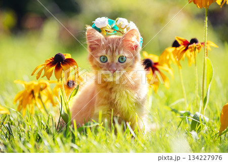 A kitten outdoors in summer. Portrait of a cute, funny kitten wearing a wreath. The kitten sits on the grass in summer 134227976