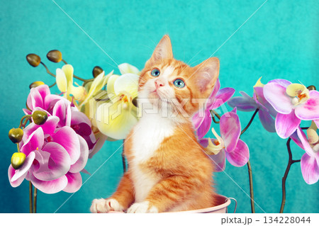 A cute kitten sits in a small garden bucket next to a Phalaenopsis flower. Garden concept 134228044