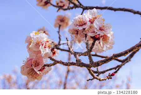 運動公園 梅の花7ー121 運動公園 梅の花7ー121 134228180