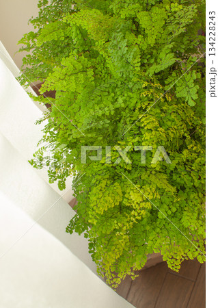 窓際の観葉植物とレースのカーテン 134228243