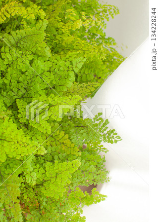 窓際の観葉植物とレースのカーテン 窓際の観葉植物とレースのカーテン 134228244