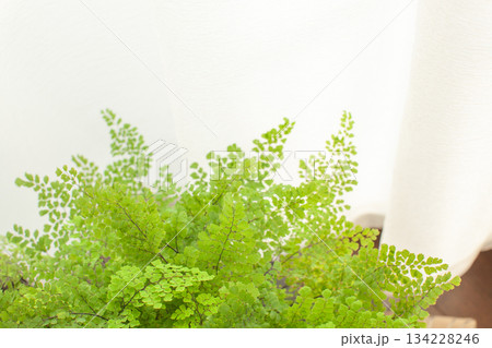 窓際の観葉植物とレースのカーテン 134228246