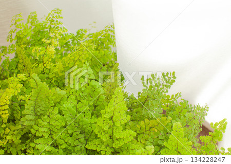 窓際の観葉植物とレースのカーテン 134228247