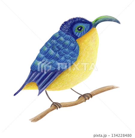 Yellow-bellied sunbird, watercolor isolated illustration. Colorful Madagascar tropical bird on branch, exotic animal clipart. 134228480